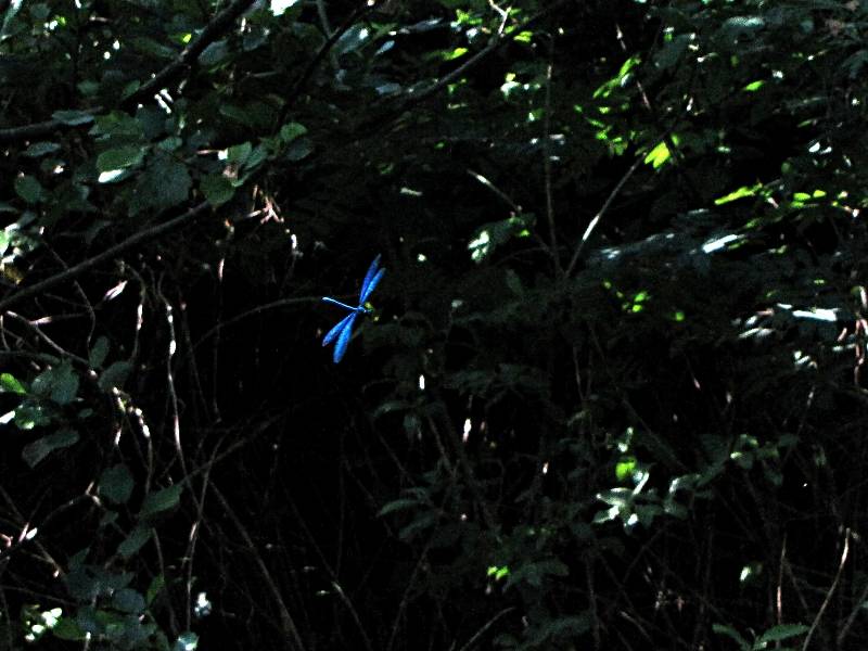 Blauflügel-Prachtlibelle 1