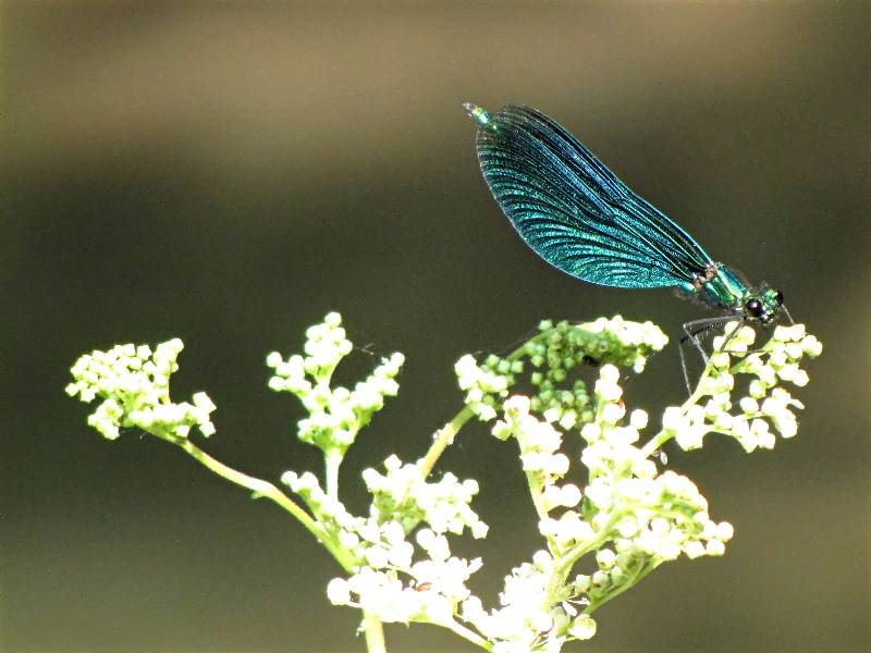 Blauflügel-Prachtlibelle 3