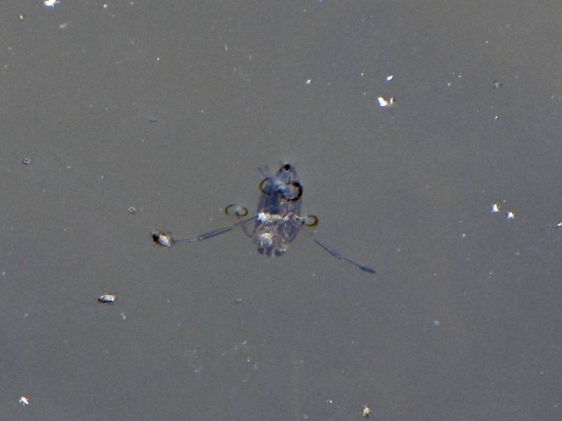 Rückenschwimmer