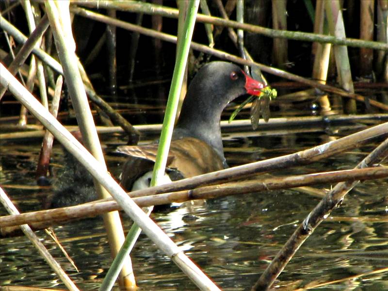 Teichhuhn mit Beute