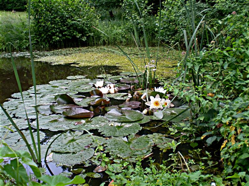 Waldwiese