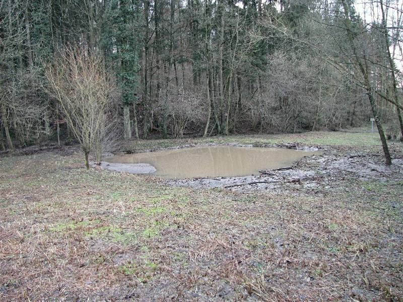 Waldwiese 15.1.11 A