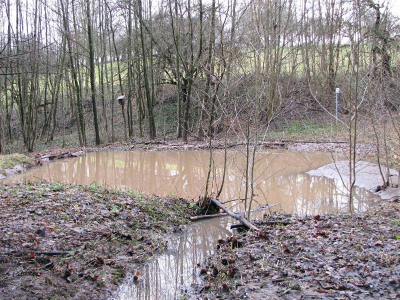 Waldwiese 15.1.11 C