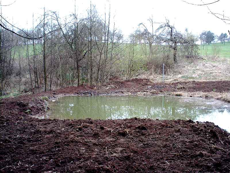 Waldwiese 03.04.03 A