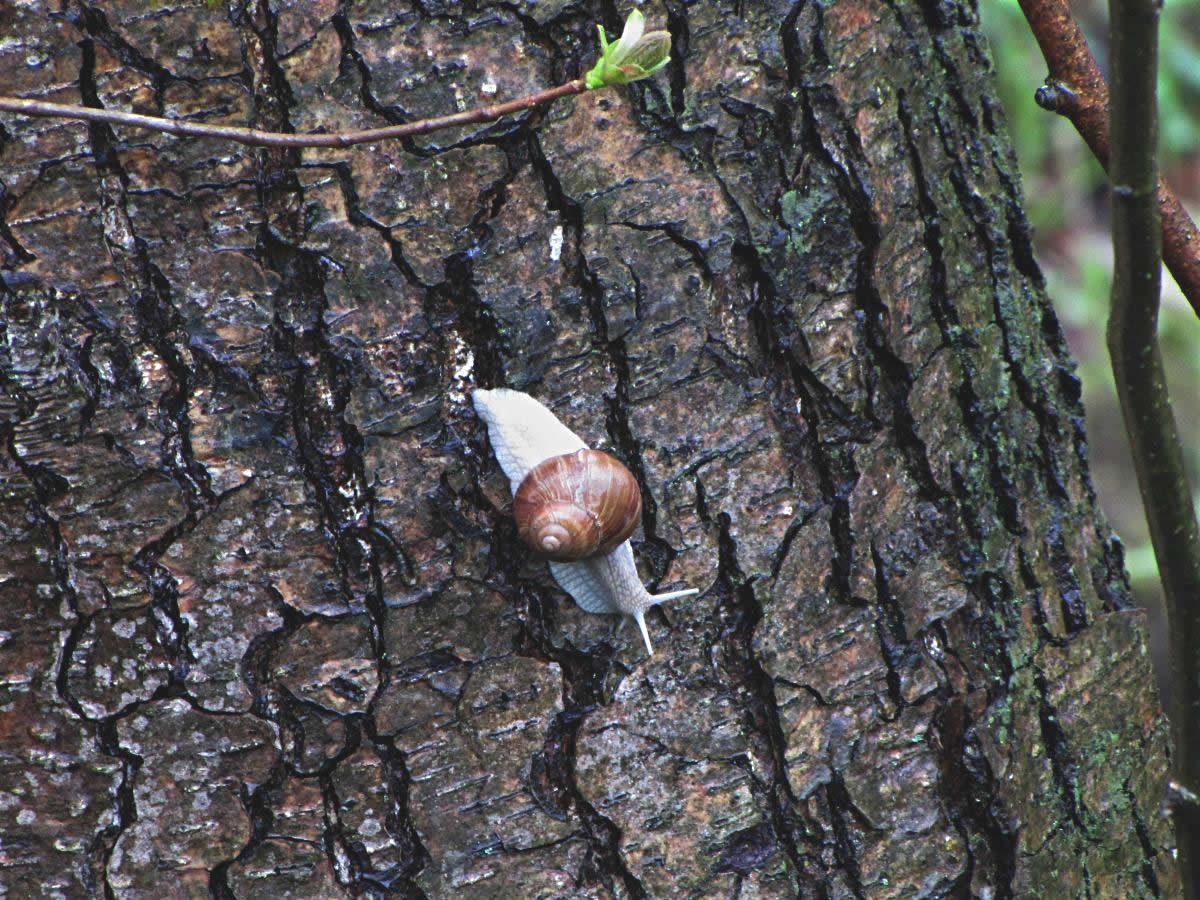 Schnecke