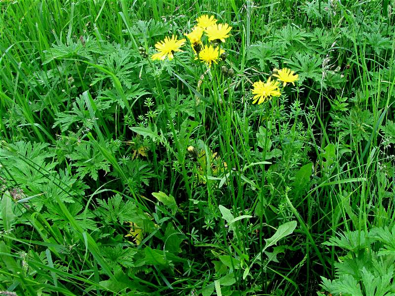 Wiesenpippau