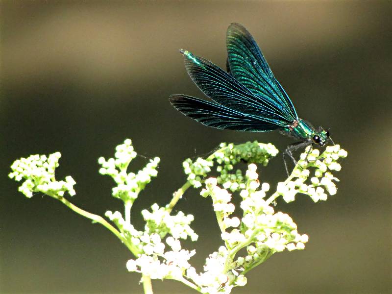 Blauflügel-Prachtlibelle 2