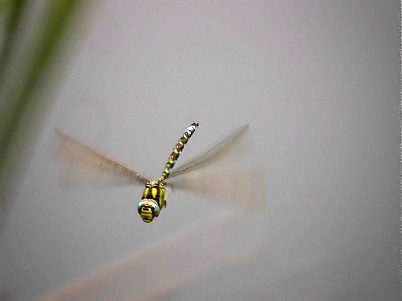 Mosaikjungfer
