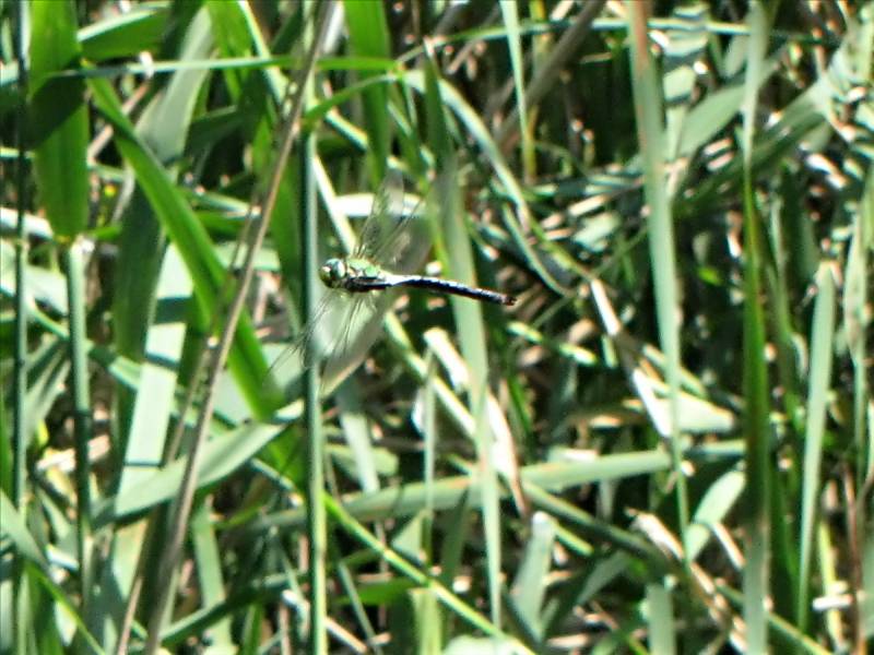 Mosaikjungfer 03