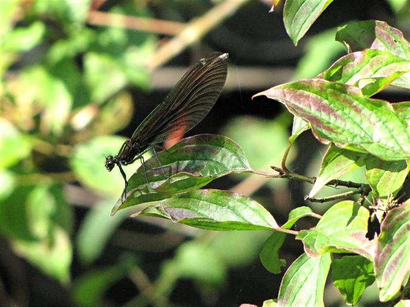 Prachtlibelle
