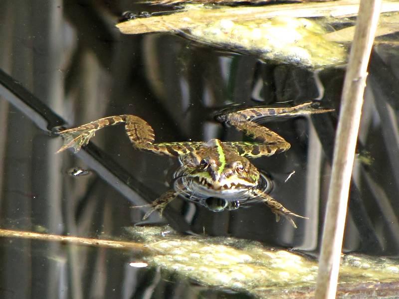 Teichfrosch 1