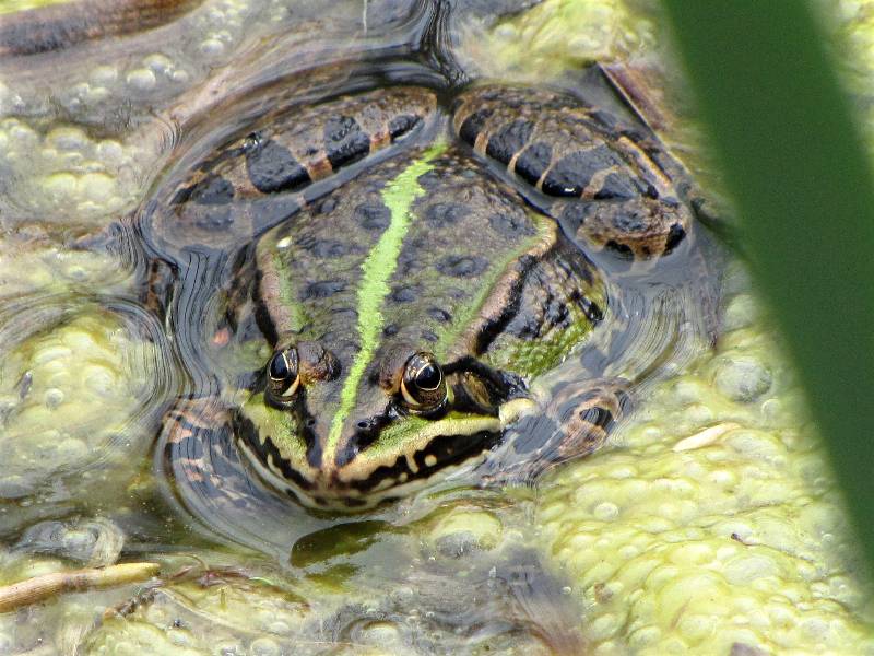 Techfrosch 2