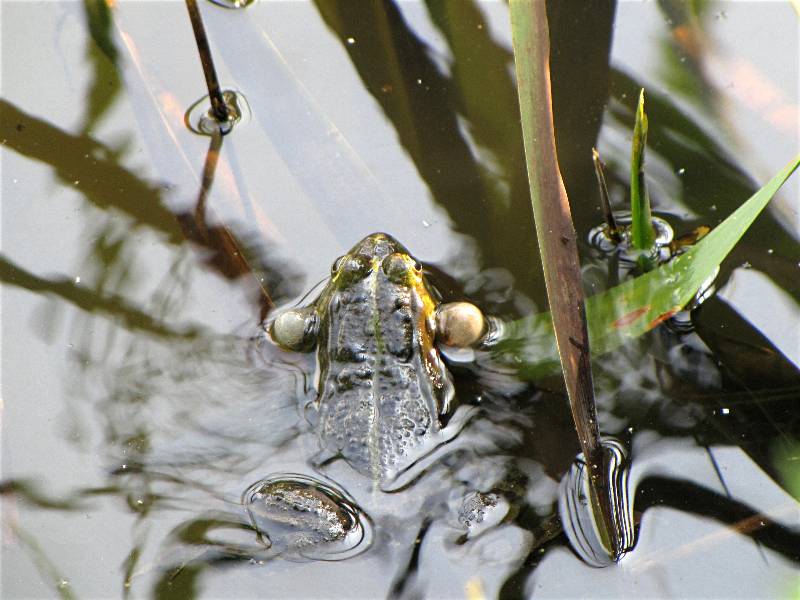 Teichfrosch quakt