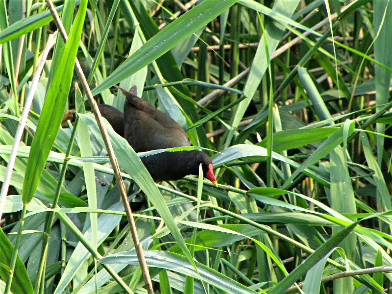 Teichhuhn