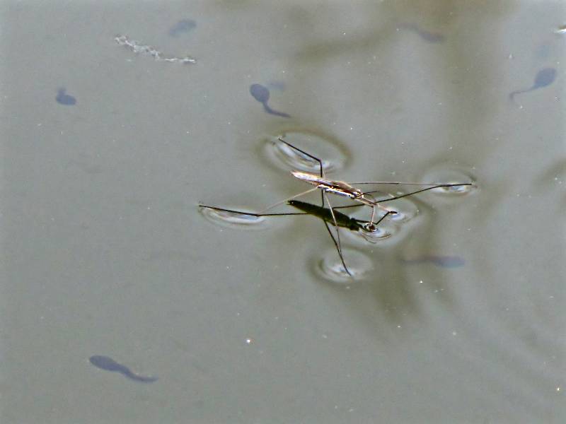 Wasserläufer