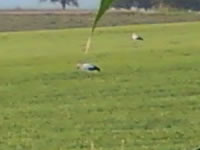 Storch