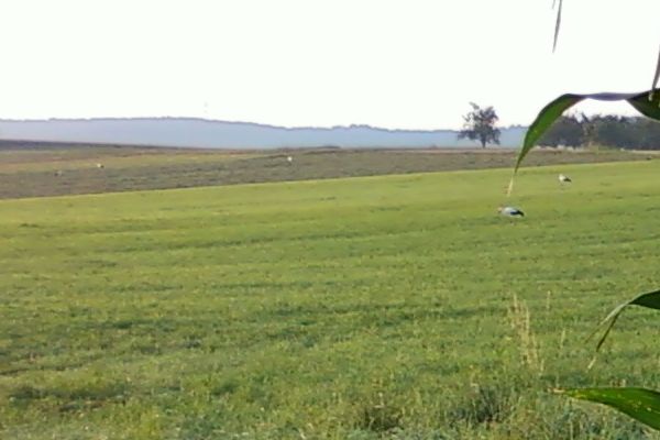 Storch 1