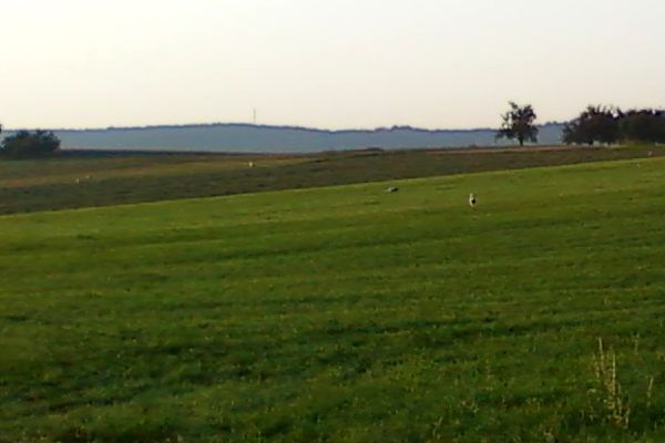 Storch 2