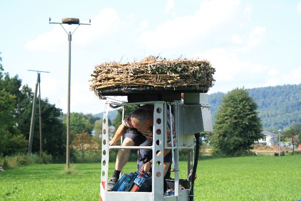 Storch 21