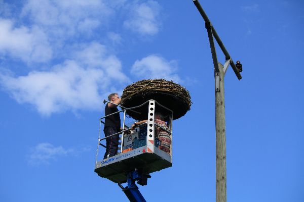 Storch 22