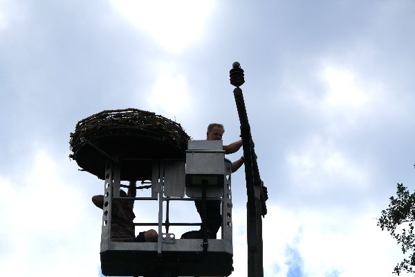Storch 23
