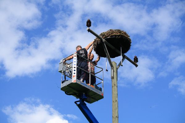 Storch 25
