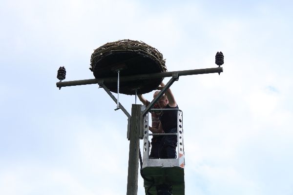 Storch 27