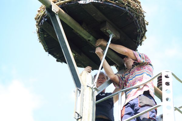 Storch 30