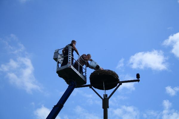 Storch 32