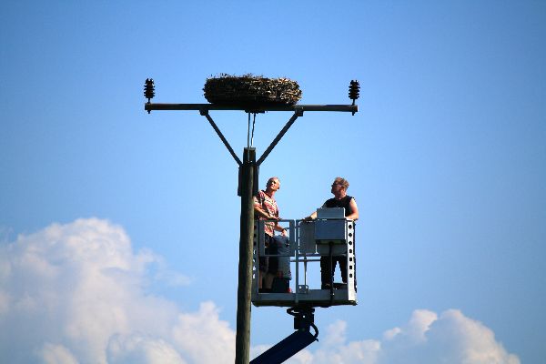 Storch 33