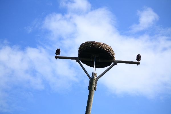 Storch 34