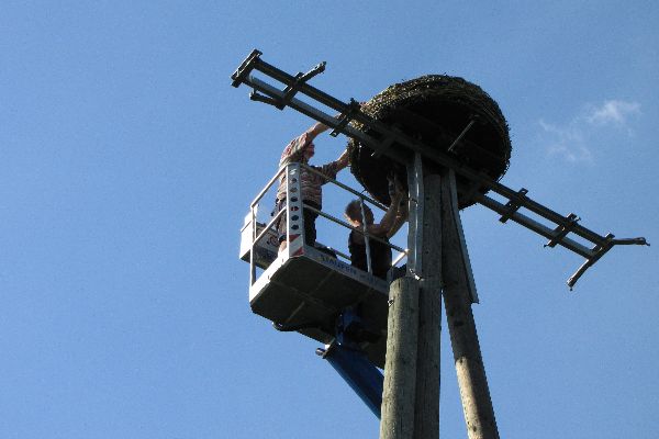 Storch 35