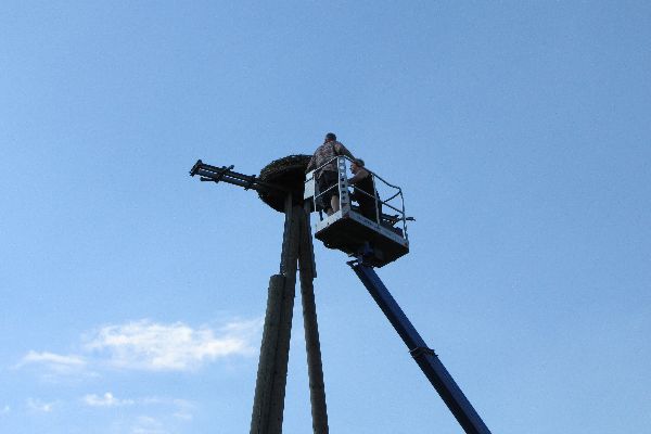 Storch 36