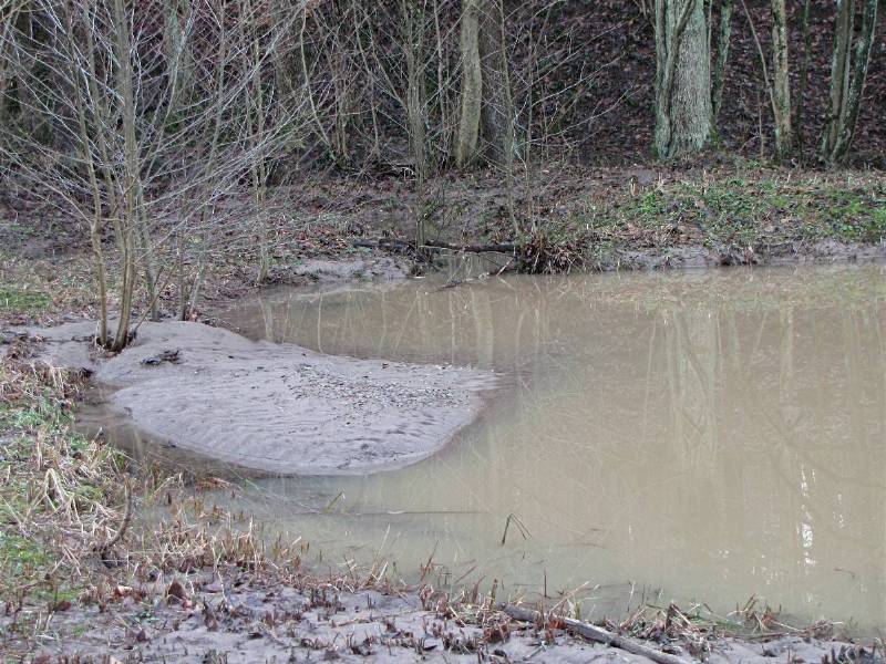 Waldwiese 15.1.11 B