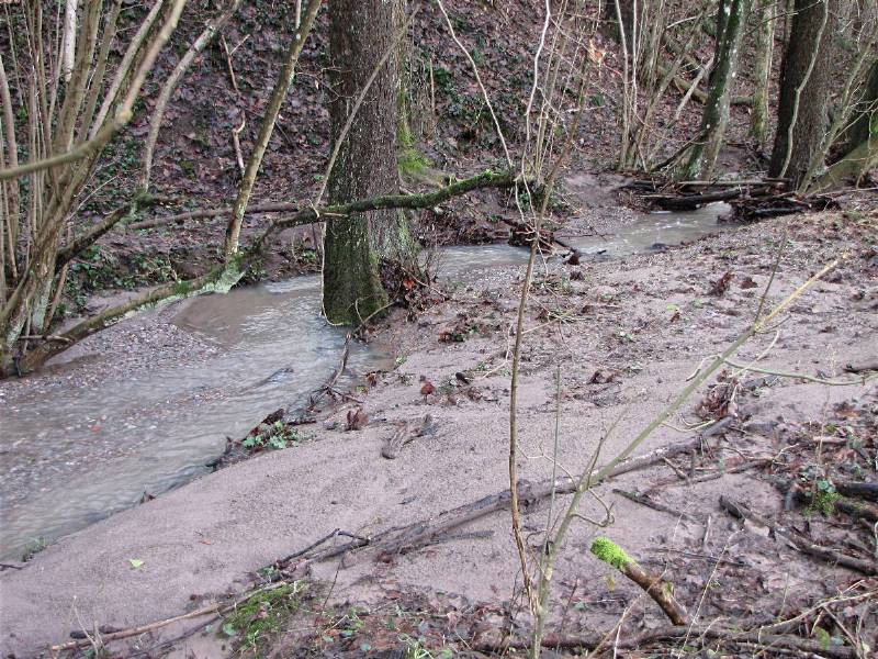 Waldwiese 15.1.11 D