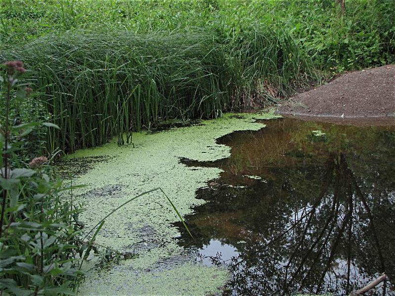 Waldwiese 30.7.11