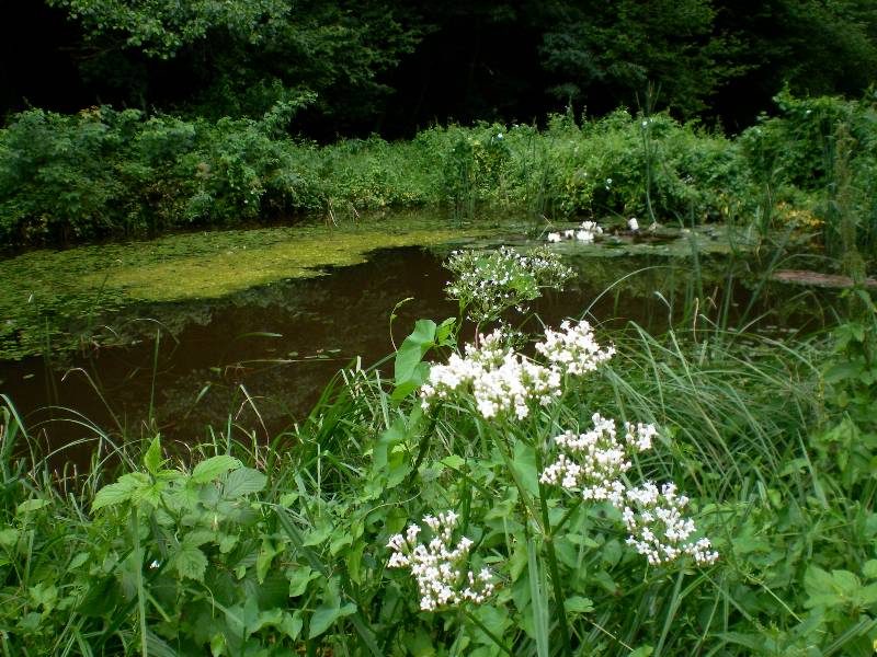 Waldwiese 05 0